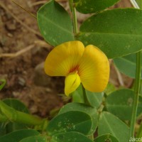 Arachis hypogaea L.